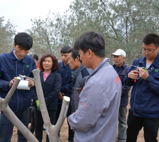 公司從產(chǎn)業(yè)鏈起始端著手，引進(jìn)良種優(yōu)苗，繁育基地苗圃，優(yōu)化樹(shù)種，以?xún)?yōu)質(zhì)的橄欖樹(shù)苗為生產(chǎn)特級(jí)初榨橄欖油提供基礎(chǔ)保障。在以自建萬(wàn)畝國(guó)家標(biāo)準(zhǔn)化油橄欖..